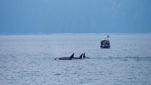 Seward